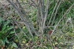 hazelnut tree base-BLOG