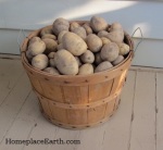 potatoes in basket--BLOG