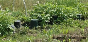 potatoes with vole traps-BLOG