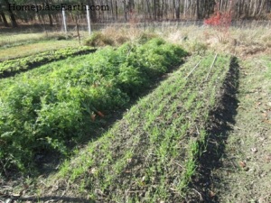 Carrots and rye-in-rows-11-22-12 -BLOG