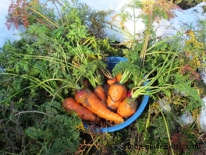 winter carrots-1-18-13-BLOG