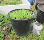 corn seedlings in vole-proof tub