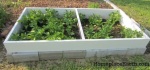 potato plants to grow out in coldframe