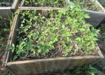 tomato seedlings started in coldframe, moved to flat