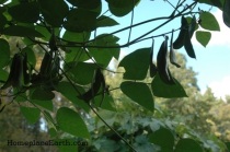 lima beans overhead