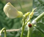 ladybug on cowpea plant