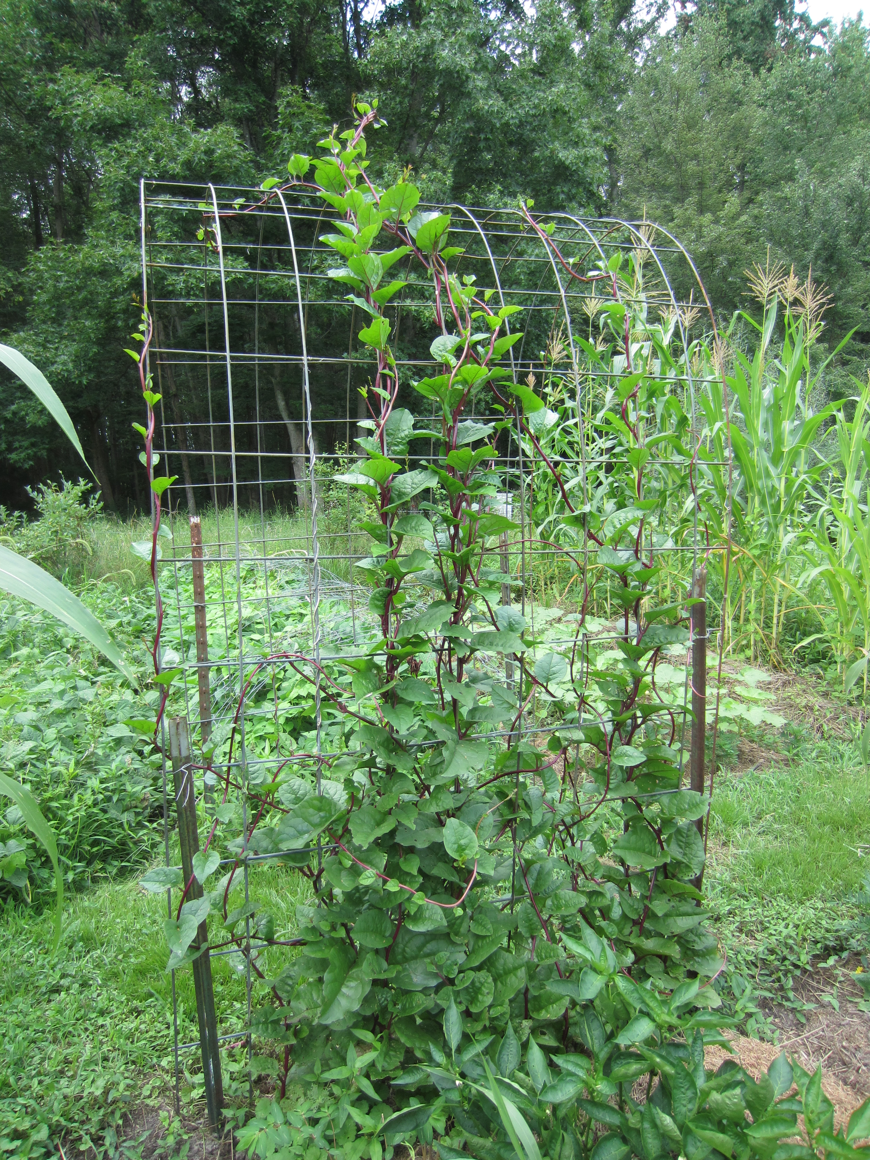 malabar spinach | homeplace earth