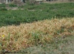 Winte killed oats in late February.