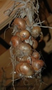 String of onions.