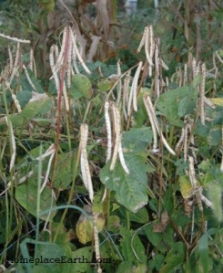Mississippi Silver cowpeas ready to harvest for dry beans.