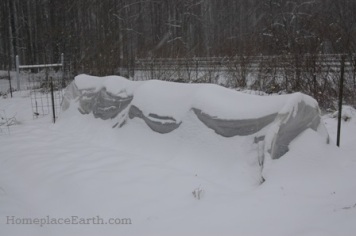 snow covered row cover--BLOG