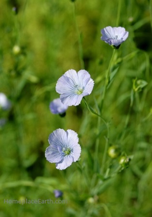 flax-flowers-blog
