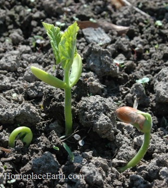 bean-seedlings-blog