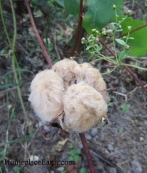 cotton-brown-openboll-copy