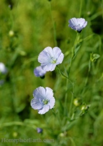 flax-flowering-blog