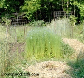 flax-growing-in-rows-in-the-gardenblog