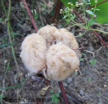 cotton-brown-openboll-BLOG