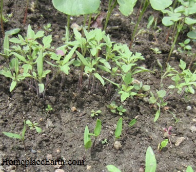 coldframe seedlings--tomatoes-peppers-zinnias - BLOG