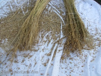 flax bundles--with seed and without--BLOG