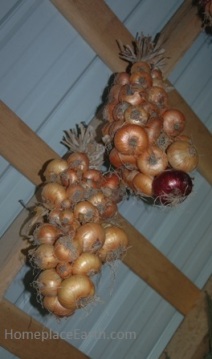 Onion braids hanging in my shed.