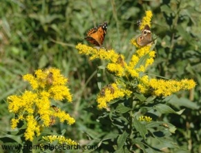 goldenrod with honeybees and butterflies