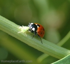 ladybug eating an aphid